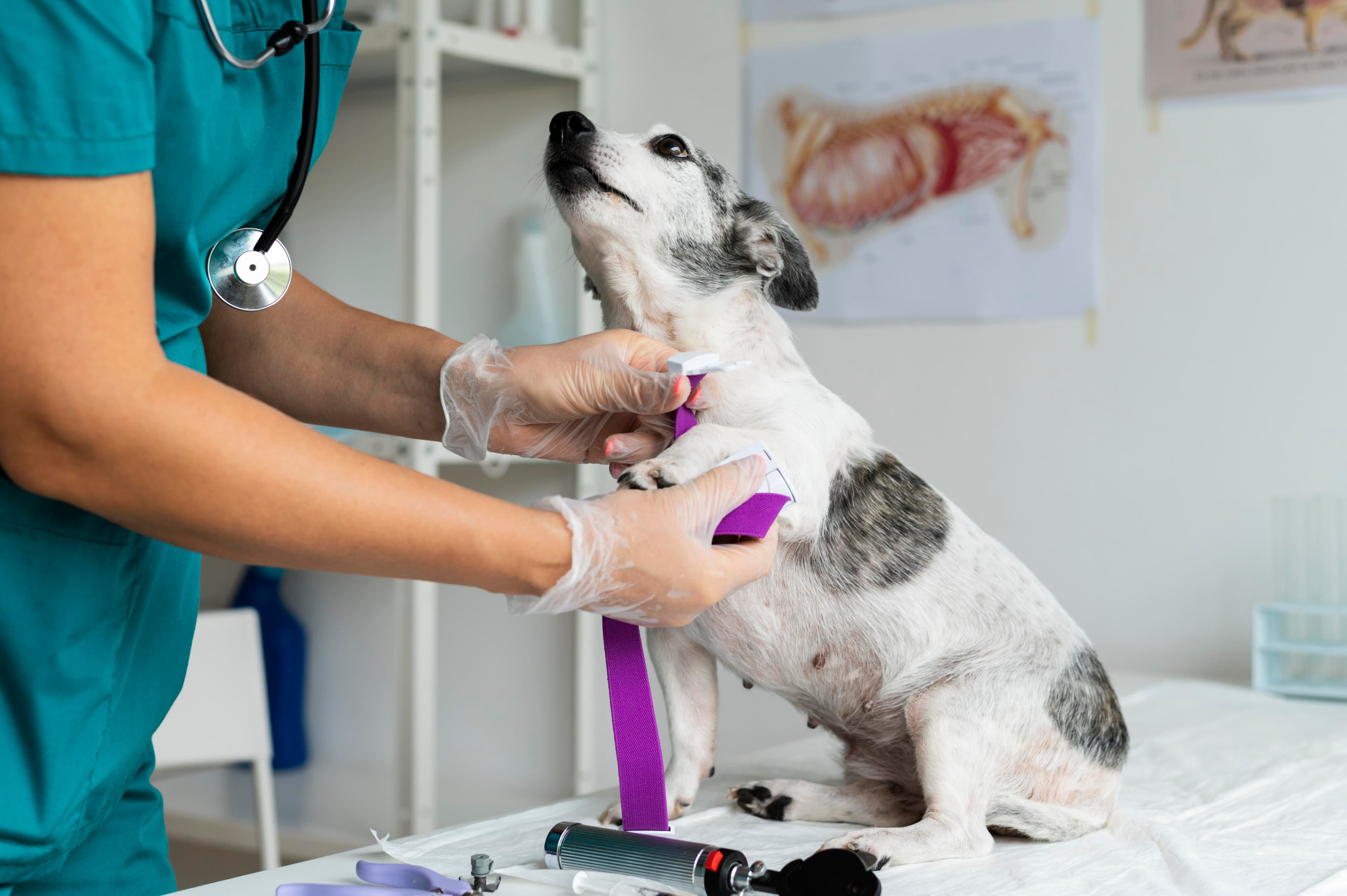Veterinaria atendiendo a una mascota